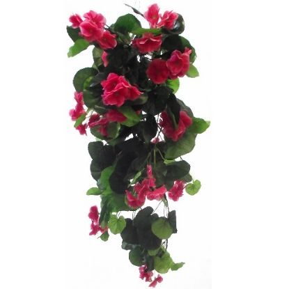 Picture of 70cm TRAILING GERANIUM BUSH HOT PINK