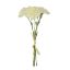 Picture of CARNATION BUNDLE (BUNDLE OF 3) IVORY