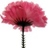 Picture of CARNATION PICK PINK X 144pcs (IN POLYBAG)