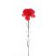 Picture of SINGLE CARNATION RED X 72pcs
