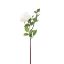 Picture of 62cm GARDEN ROSE SPRAY IVORY