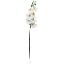 Picture of 63cm PHALAENOPSIS ORCHID SPRAY IVORY