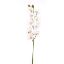 Picture of 90cm CYMBIDIUM ORCHID SPRAY IVORY
