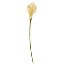 Picture of 72cm LARGE FOAM CALLA LILY CREAM X 72pcs