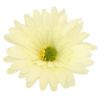 Picture of 9.5cm SINGLE GERBERA HEAD IVORY X 24pcs