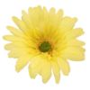 Picture of 9.5cm SINGLE GERBERA HEAD YELLOW X 24pcs