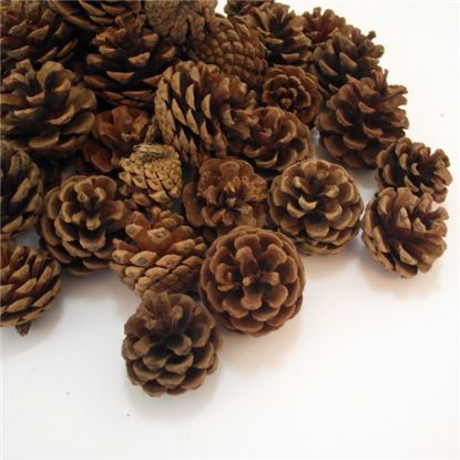 Picture of 5-7cm PINE CONES NATURAL X 5kg