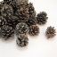 Picture of 5-7cm PINE CONES SILVER X 5kg