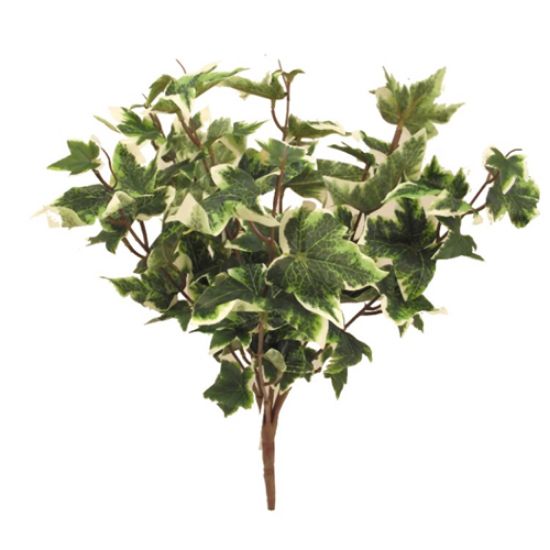 Picture of 40cm PREMIUM HOLLAND IVY BUSH VARIEGATED