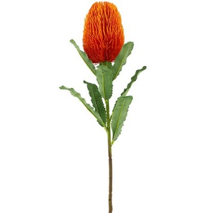 Picture of 65cm LARGE BANKSIA ORANGE