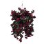 Picture of 10 INCH NASTURTIUM HANGING BASKET BURGUNDY/WINE X 12pcs