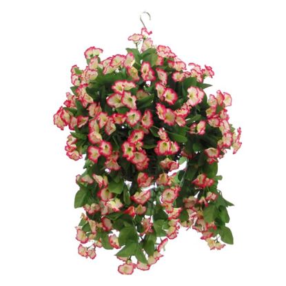 Picture of 10 INCH MORNING GLORY HANGING BASKET FUCHSIA/WHITE X 12pcs