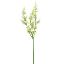 Picture of 75cm CHLOE CATMINT SPRAY IVORY
