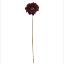 Picture of 53cm SINGLE GERBERA DRY COLOUR BURGUNDY