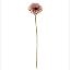 Picture of 53cm SINGLE GERBERA DRY COLOUR PINK