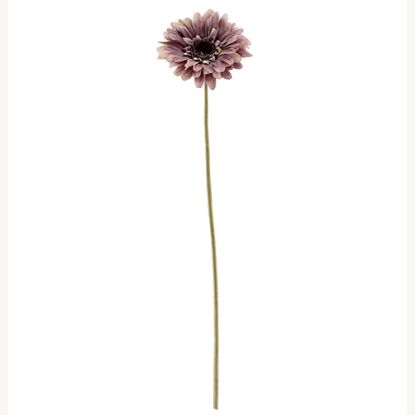 Picture of 53cm SINGLE GERBERA DRY COLOUR MAUVE