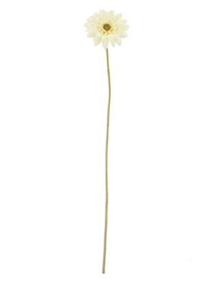 Picture of 47cm SINGLE MINI GERBERA DRY COLOUR CREAM