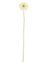 Picture of 47cm SINGLE MINI GERBERA DRY COLOUR CREAM