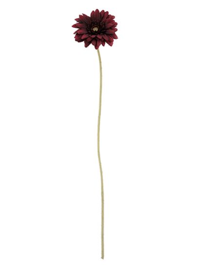 Picture of 47cm SINGLE MINI GERBERA DRY COLOUR BURGUNDY