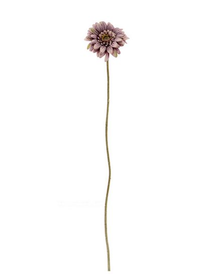 Picture of 47cm SINGLE MINI GERBERA DRY COLOUR MAUVE