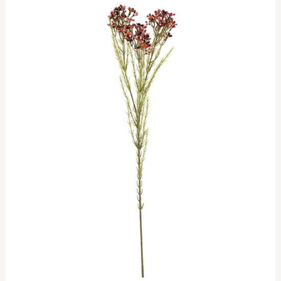 Picture of 79cm WAXFLOWER SPRAY DRY COLOUR BURGUNDY