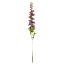 Picture of 79cm DELPHINIUM SPRAY DRY COLOUR MAUVE