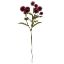 Picture of 56cm PLASTIC POMPOM DAHLIA SPRAY DRY COLOUR BURGUNDY