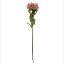 Picture of 73cm PROTEA DRY COLOUR PINK