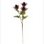 Picture of 67cm TEASEL SPRAY DRY COLOUR BURGUNDY