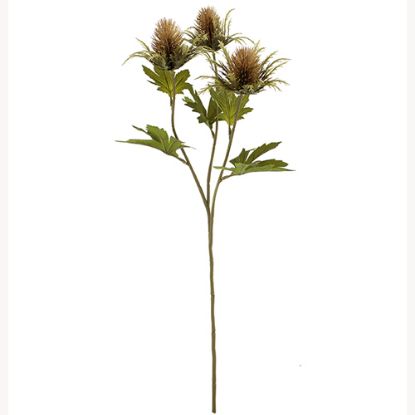 Picture of 67cm TEASEL SPRAY DRY COLOUR BROWN