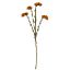 Picture of 64cm STATICE SPRAY DRY COLOUR ORANGE