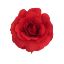 Picture of 25cm LARGE SINGLE ADHESIVE BACKED ROSE RED