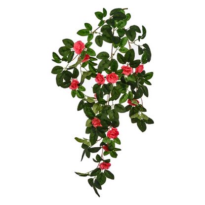 Picture of 60cm TRAILING MINI ROSE BUSH FUCHSIA