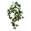 Picture of 60cm TRAILING MINI ROSE BUSH WHITE