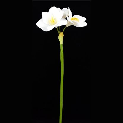 Picture of 75cm AMARYLLIS SPRAY WHITE