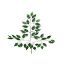 Picture of 60cm FICUS BRANCH (42 LEAVES) VARIEGATED X 12pcs