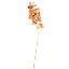 Picture of 75cm PHALAENOPSIS ORCHID SPRAY PEACH/PINK
