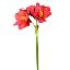 Picture of 75cm AMARYLLIS SPRAY RED