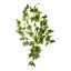Picture of 60cm IVY TRAIL VARIEGATED