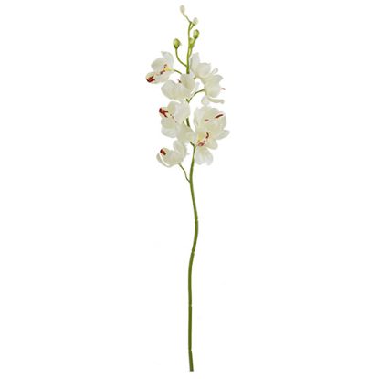 Picture of 49cm MOKARA ORCHID SPRAY CREAM