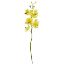Picture of 49cm MOKARA ORCHID SPRAY YELLOW