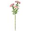 Picture of 56cm SEDUM (STONECROP) SPRAY PINK
