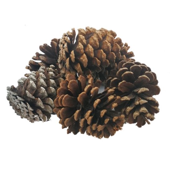 Picture of 9cm LARGE PINE CONES X 6pcs