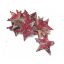 Picture of 5cm BIRCH STAR RED X 12pcs