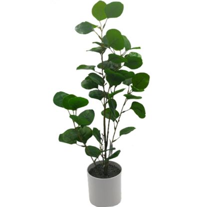 Picture of 55cm EUCALYPTUS PLANT IN WHITE POT GREEN X 6pcs