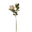 Picture of 36cm SWEET ROSE SPRAY IVORY