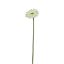 Picture of 36cm SPIKY GERBERA IVORY
