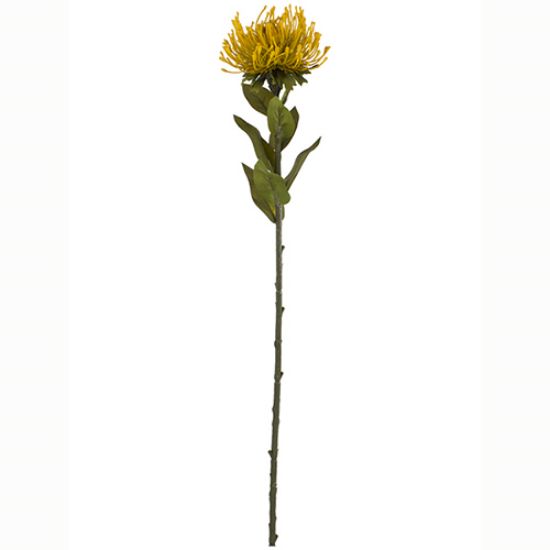 Picture of 73cm PROTEA DRY COLOUR MUSTARD