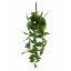 Picture of 73cm TRAILING POTHOS BUSH GREEN