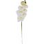 Picture of 75cm PHALAENOPSIS ORCHID SPRAY IVORY